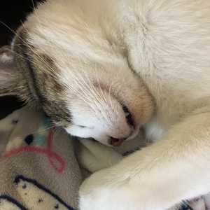 Fundraising Page: Michelle Hoskins